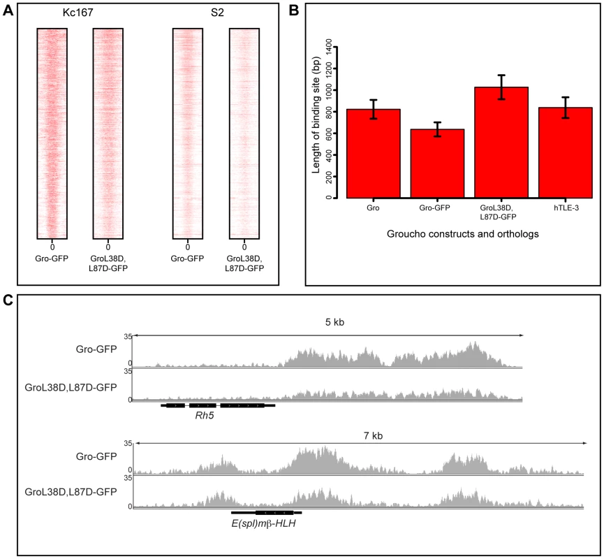 Blocking oligomerization of Gro does not affect peak width in Kc167 or S2 cells.