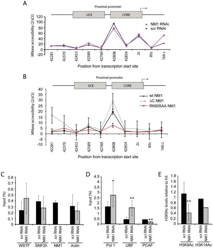 NM1 controls the levels of H3K9 acetylation for the activation of pol I transcription.