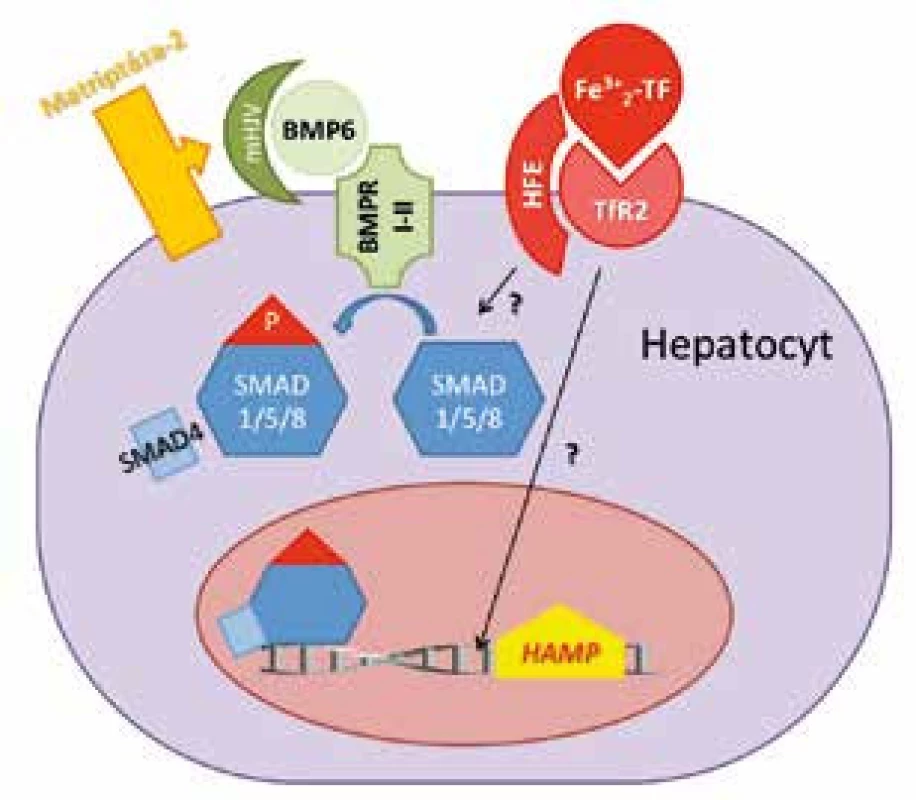 Schéma řízení exprese HAMP genu v hepatocytech. BMP6 po vazbě na BMP receptor (BMPR I-II) a membránový hemojuvelin (mHJV) stimuluje SMAD signální dráhu a expresi hepcidinu. Matriptáza-2 brání nadměrné expresi hepcidinu tím, že štěpí mHJV a vypíná tak BMP6/SMAD signální dráhu. Zvýšená hladina holotransferinu (Fe<sup>3+</sup><sub>2</sub>TF) stabilizuje transferinový receptor 2 (TfR<sub>2</sub>) a v komplexu s HFE zvyšuje expresi HAMP. Detaily přenosu tohoto signálu nejsou známé (v obrázku označené otazníkem).