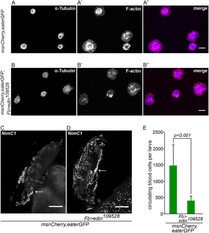 <i>Edin</i> expression in fat body is dispensable for normal hemocyte attachment to and spreading on glass and wasp eggs, but is necessary to increase blood cell numbers in circulation early after wasp infection.