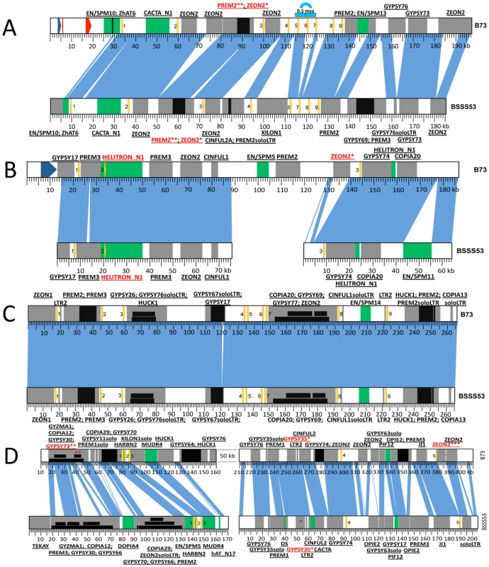 Haplotype variability at the 19-kDa loci.