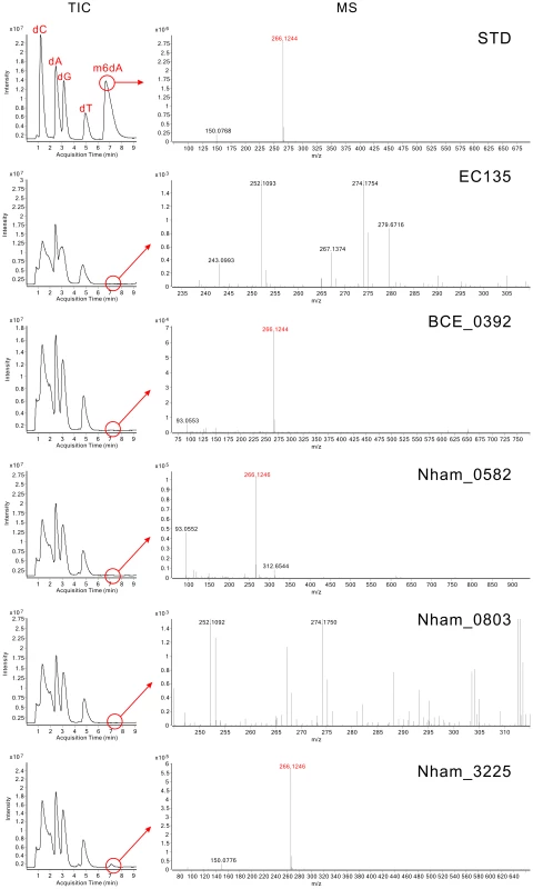 Analysis of m6dA in the DNA of MTases-expressing <i>E. coli</i> strains using HPLC-QTOF/MS.