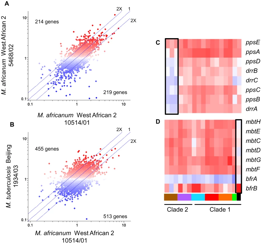 Lineage-specific transcriptional responses of MTC clinical isolates to macrophage invasion.