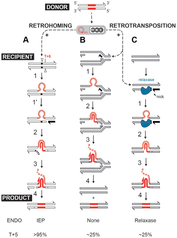 Group II intron retromobility pathways.