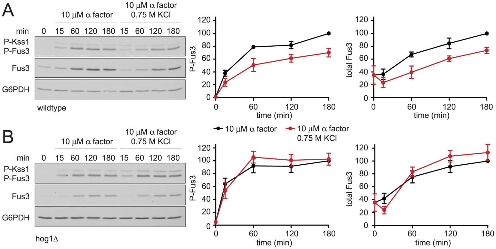 Hyperosmotic stress dampens mating MAPK activation and induction.
