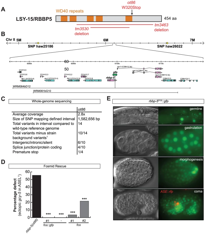 The cloning and expression of <i>lsy-15/rbbp-5(ot86)</i>.