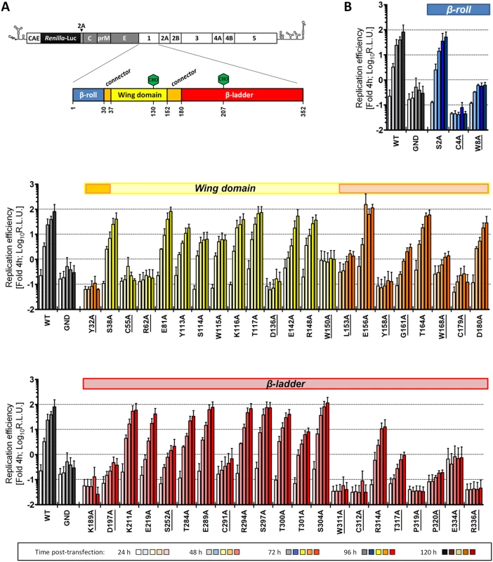 Effect of NS1 Alanine substitutions on DENV replication.