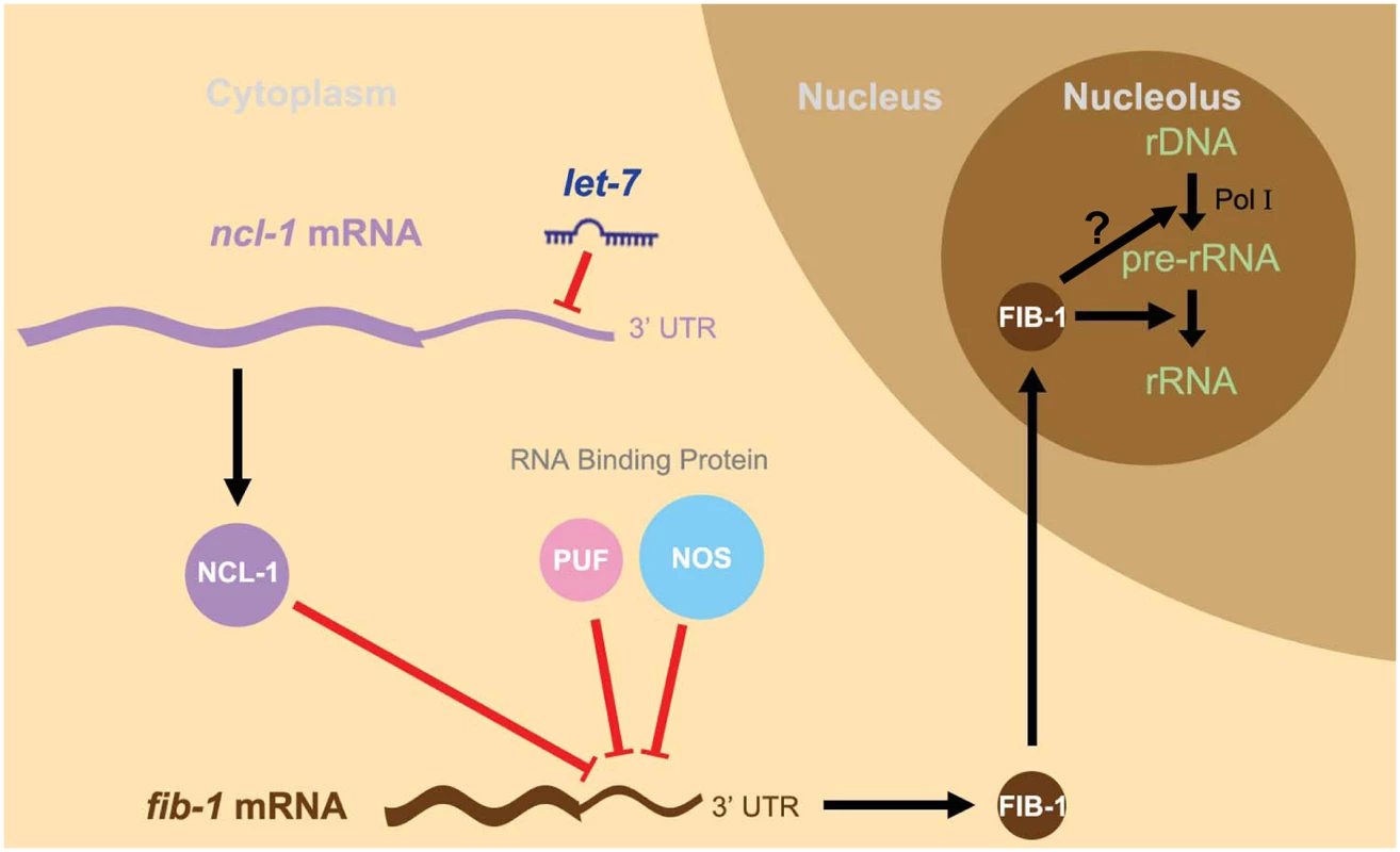 A schematic model of the <i>let-7-ncl-1-fib-1</i> circuit and its regulation of nucleolus size and function.