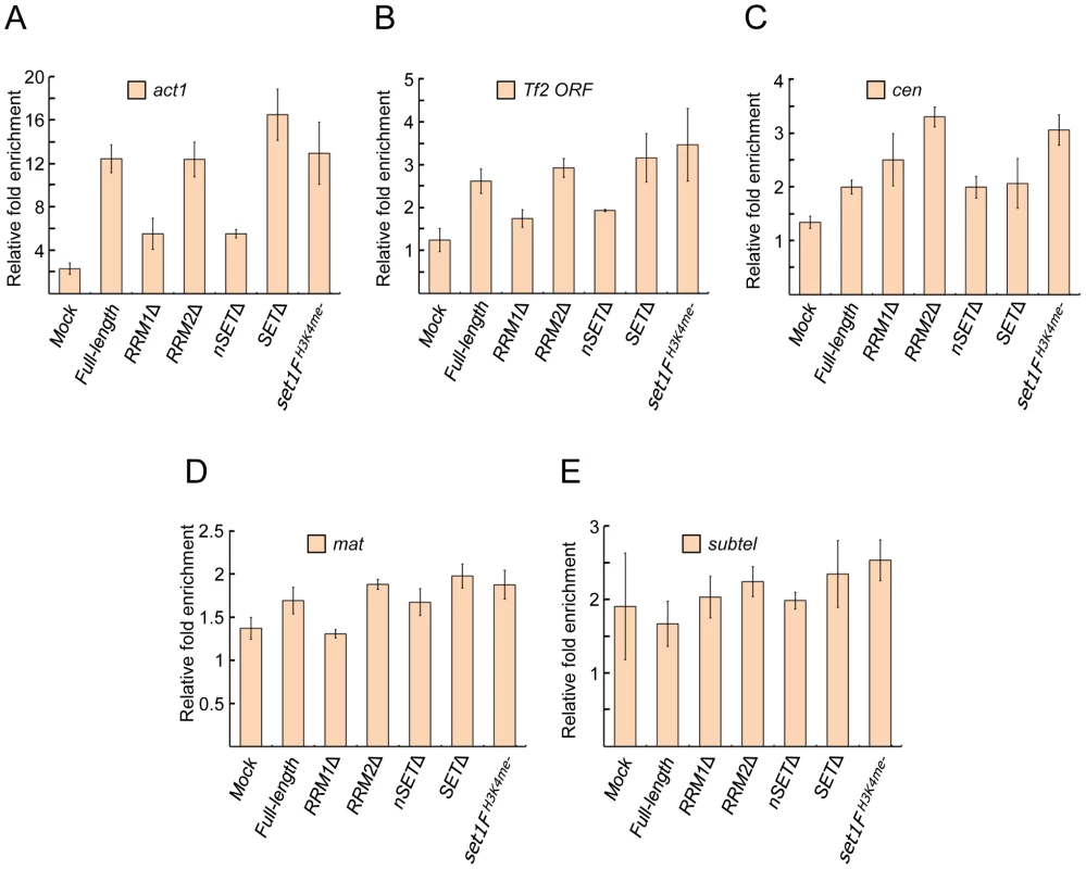 Set1 localization at euchromatic and heterochromatic targets is largely unaffected by certain domain deletions or H3K4me status.