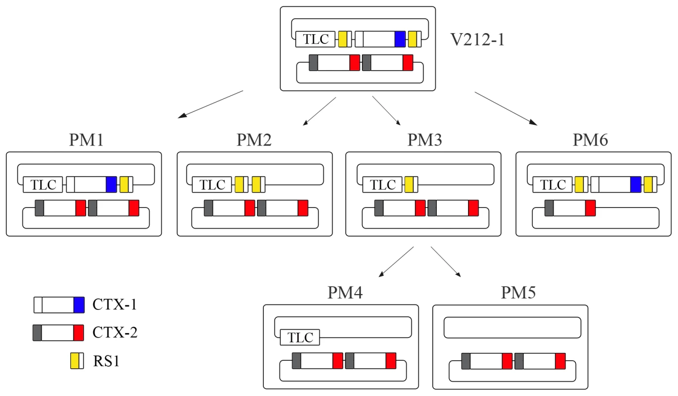 Generation of Wave 2 strains by excision of CTX-1 and RS1 from V212-1.