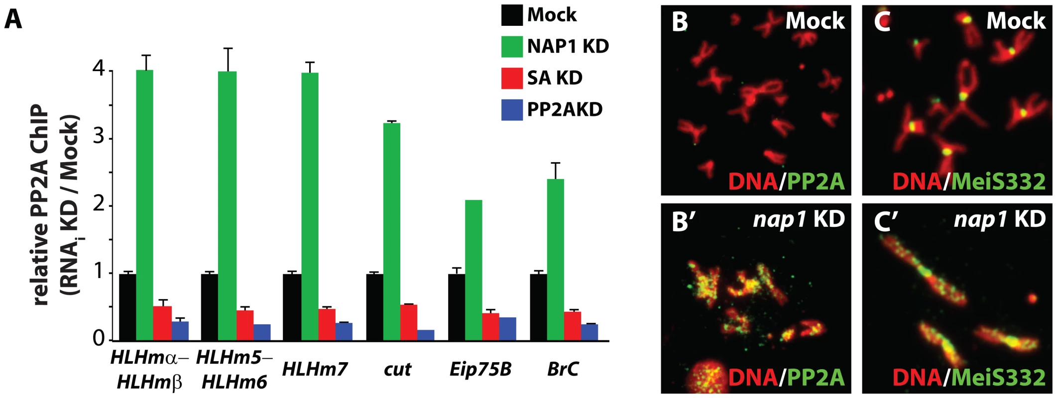 NAP1 counteracts PP2A association with chromatin.