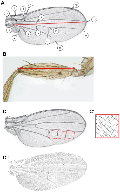 Acquisition of morphometric data.