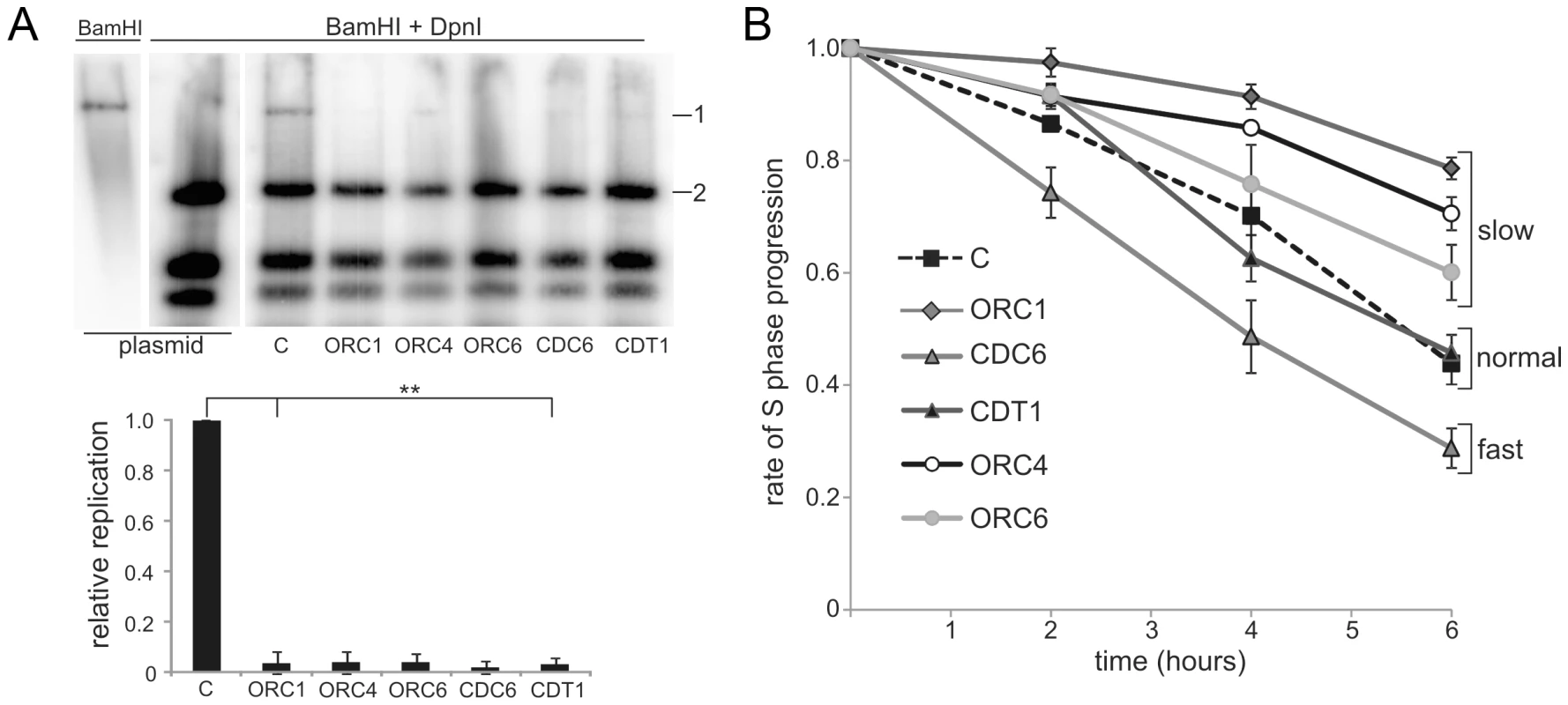 Meier-Gorlin syndrome patients LBLs display impaired origin licensing capacity; some but not all lines show impaired S phase progression.