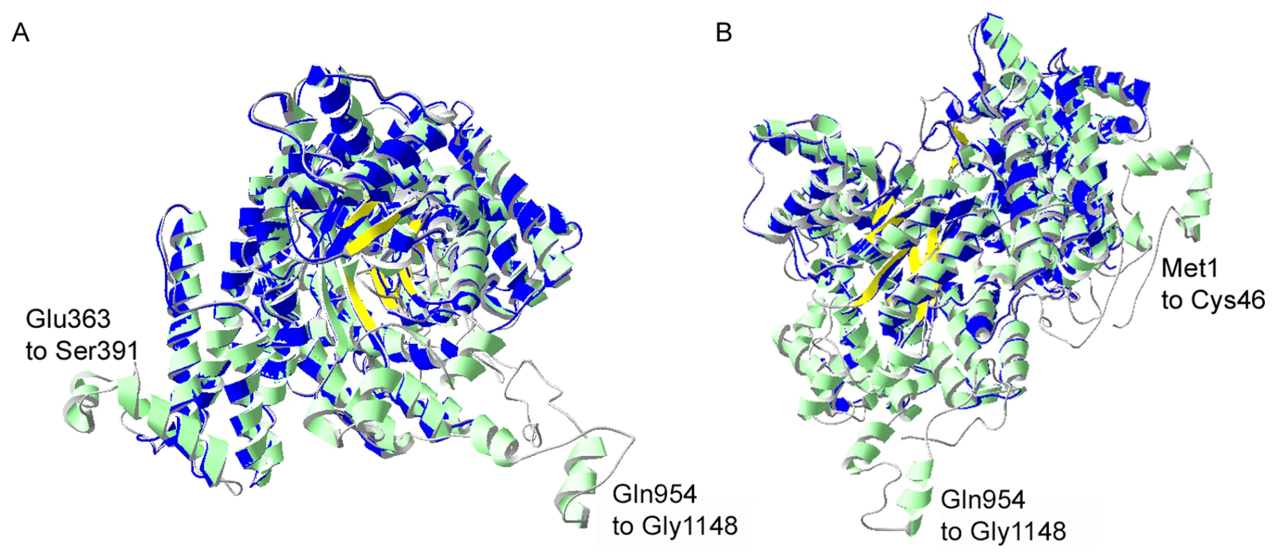 I-TASSER homology model of <i>P. falciparum</i> PEPC.