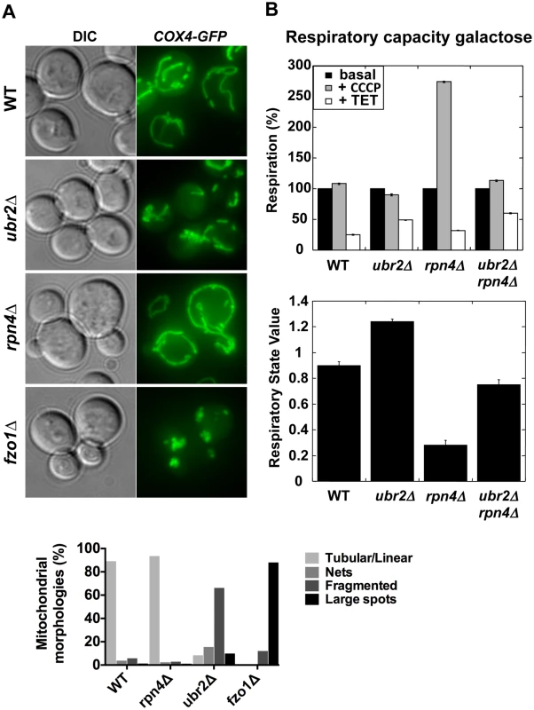 Altered mitochondrial morphology and activity in cells with varying proteasome capacity.
