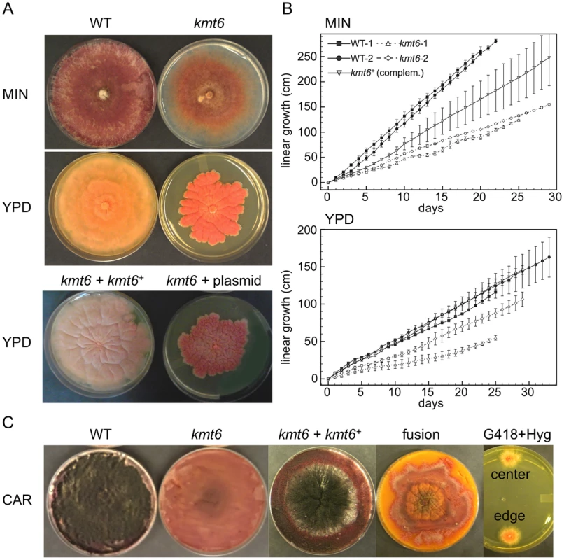 The <i>kmt6</i> mutant displays altered growth and development.