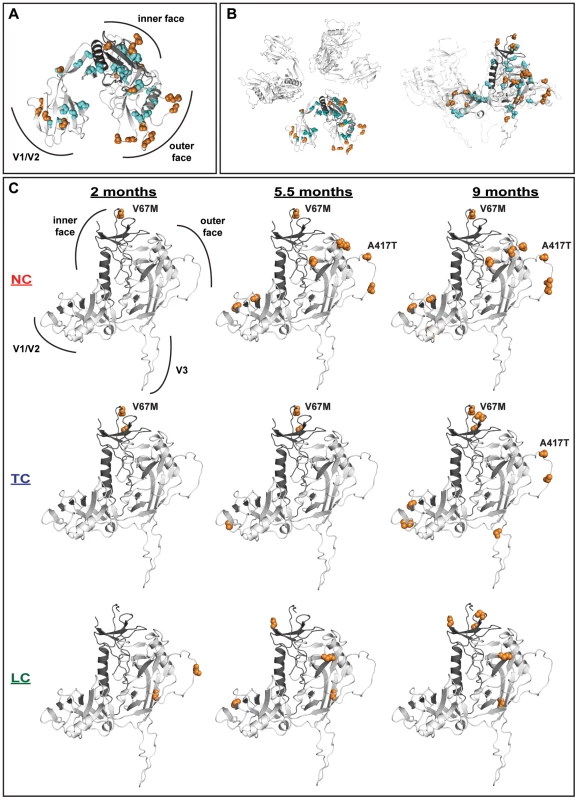 Distribution of significantly selected mutations on gp120.
