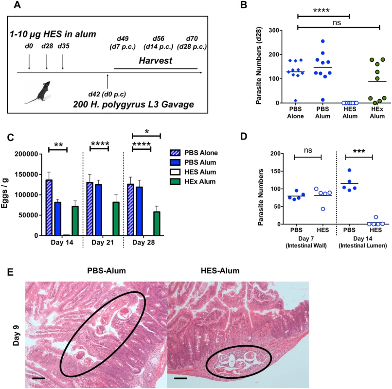 HES vaccination elicits sterile immunity to challenge and blocks parasite maturation.
