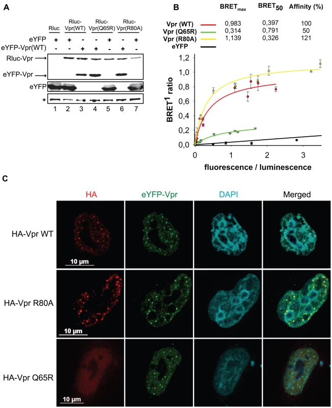 Analysis of the self-affinity of wild type Vpr and mutants.