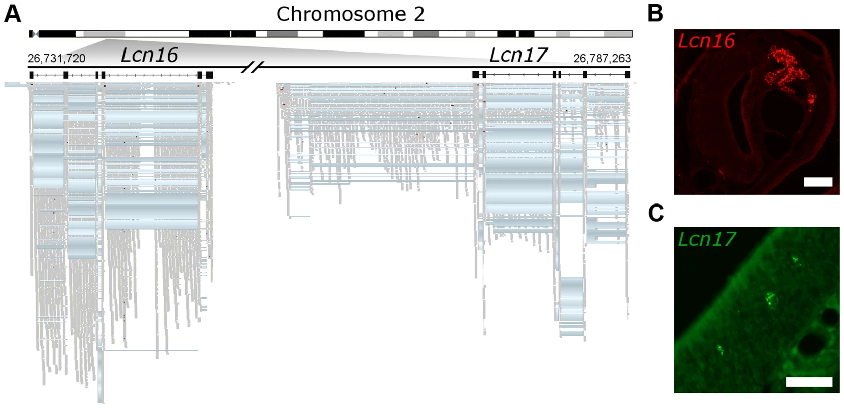 Novel genes are expressed in olfactory organs.