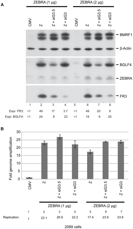 BGLF3 regulates late gene expression.