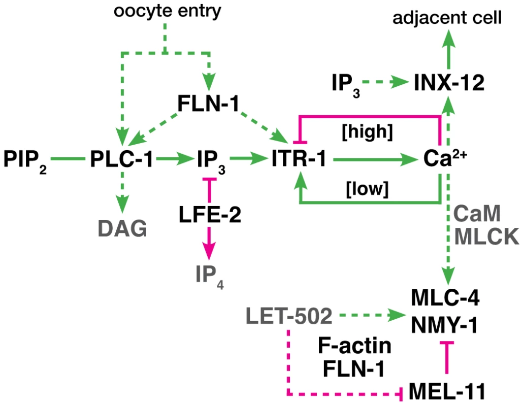 Proposed genetic control of calcium signaling in the spermatheca.