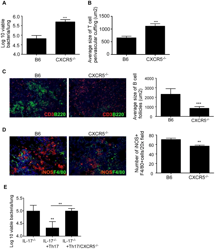 CXCR5 deficiency increases susceptibility to <i>Mtb</i> HN878 infection.