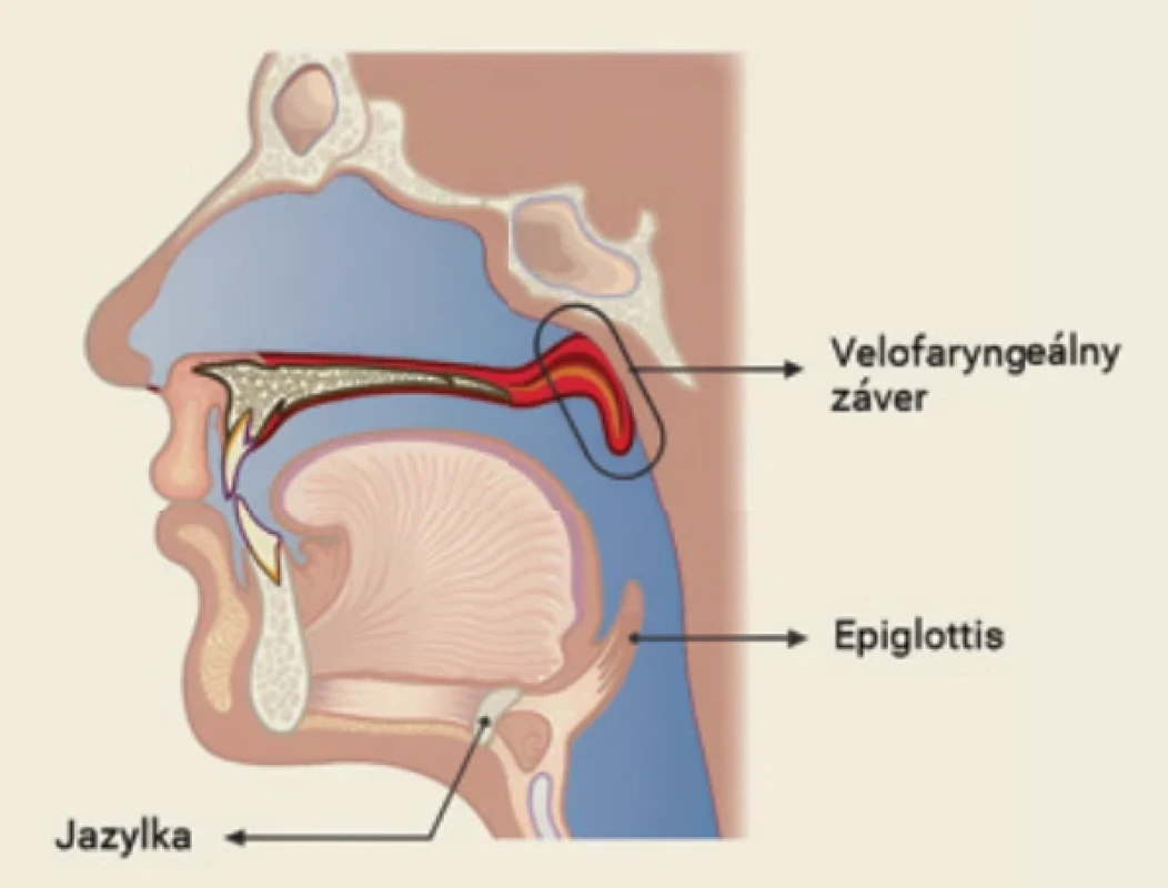 Velofaryngeálny záver vzniká pri prehĺtaní v momente, keď dochádza k elevácii mäkkého podnebia (velum) a jeho kontaktu so zadnou faryngeálnou stenou. Záver kompletne oddeľuje nasopharynx od ostatných častí orofaryngu, čím zabraňuje vzniku nazálnej regurgitácie. Okrem toho, vytvára dostatočný podtlak, ktorý napomáha posúvať bolus potravy smerom nadol do ezofágu. Zdroj: Vlastná úprava podľa Ento Key (2021) [25]. Fig. 1. The velopharyngeal closure occurs during swallowing at the moment of soft palate (velum) elevation and its contact with the posterior pharyngeal wall. This closure completely separates the nasopharynx from the rest of the oropharynx, hence preventing nasal regurgitation. Additionally, it generates sufficient negative pressure to assist in propelling the food bolus downward into the oesophagus. Source: Modified from Ento Key (2021) [25].