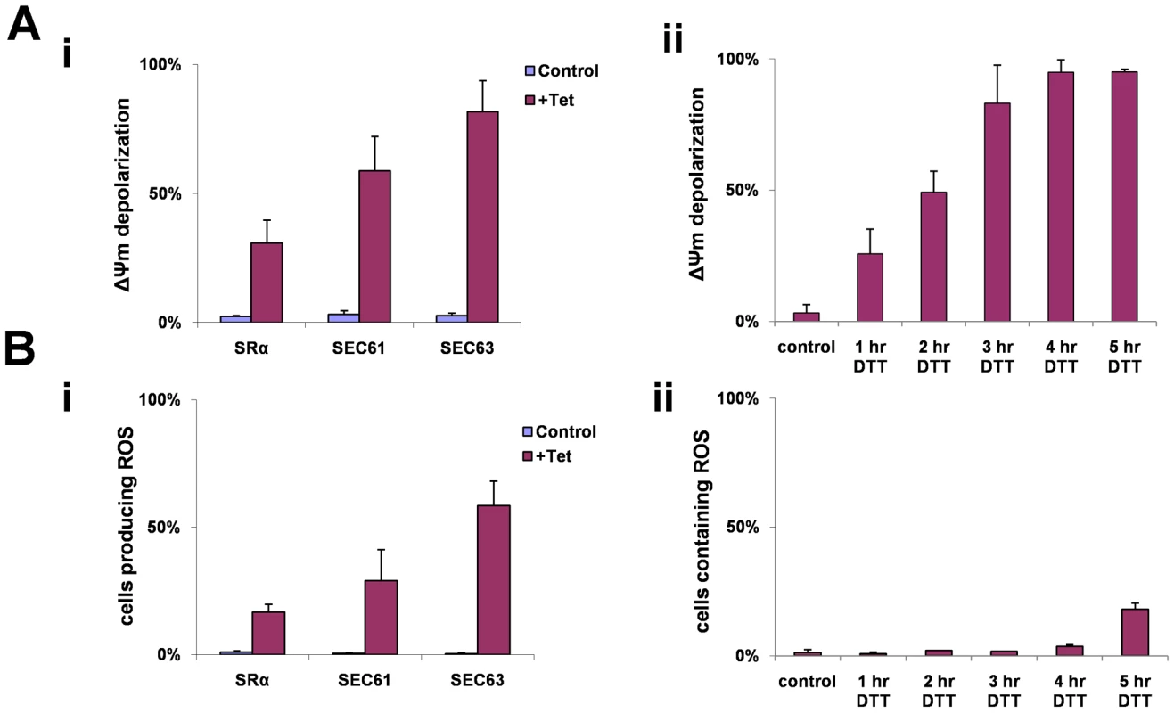 ΔΨ<sub>m</sub> depolarization and ROS formation during SLS.