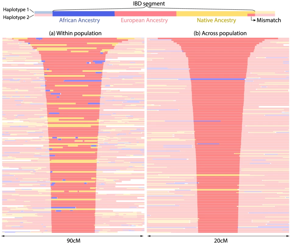 Continental origin of IBD segments.