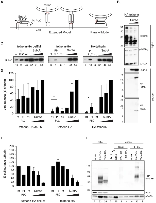 Tetherin restricts HIV-1 release as extended dimers.