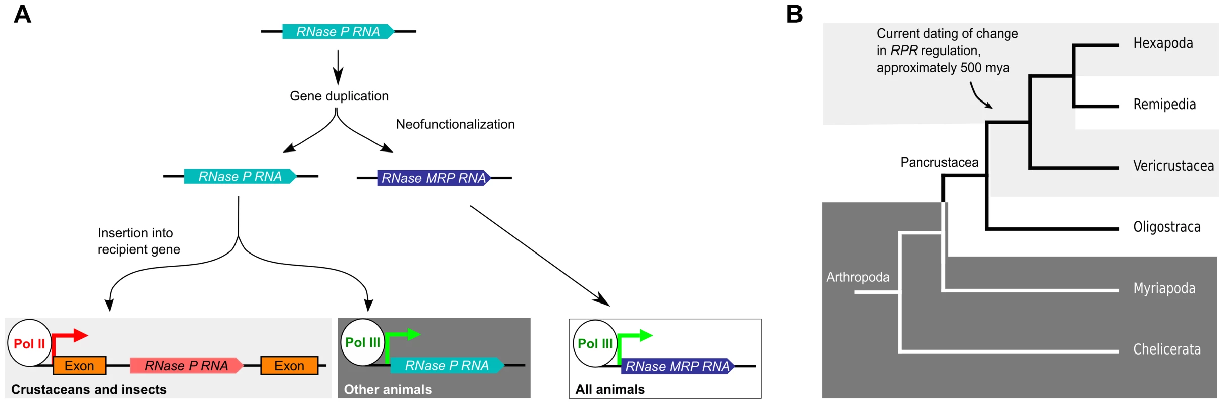 Model for the evolutionary history of <i>RPR</i>.