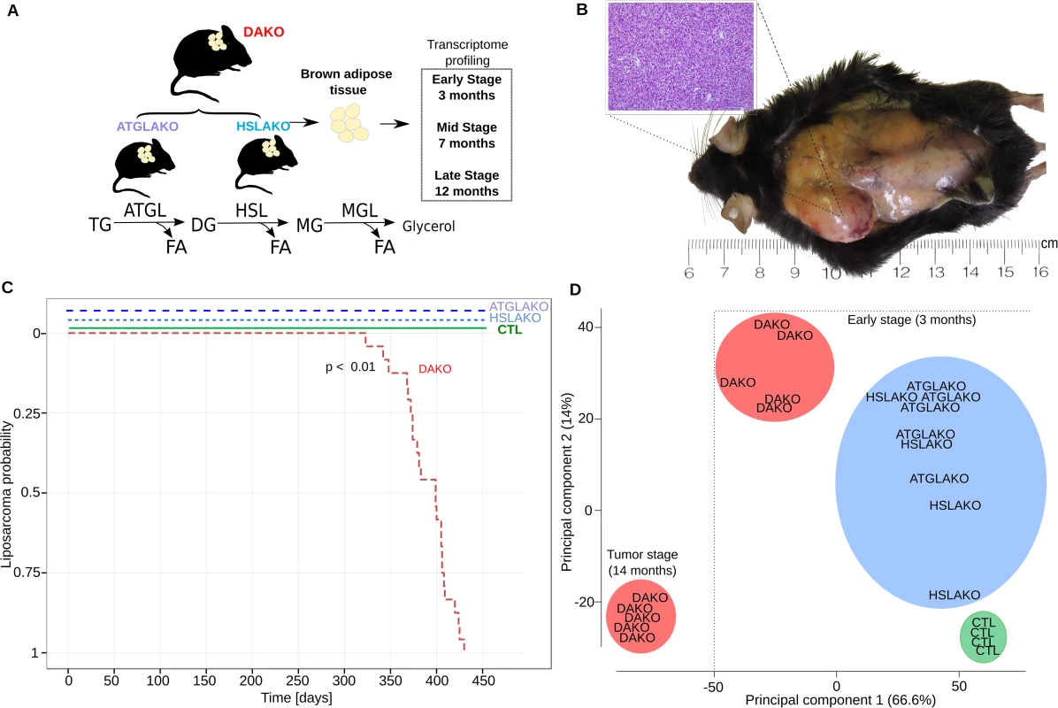 Characterization of lipase-deficient mice.