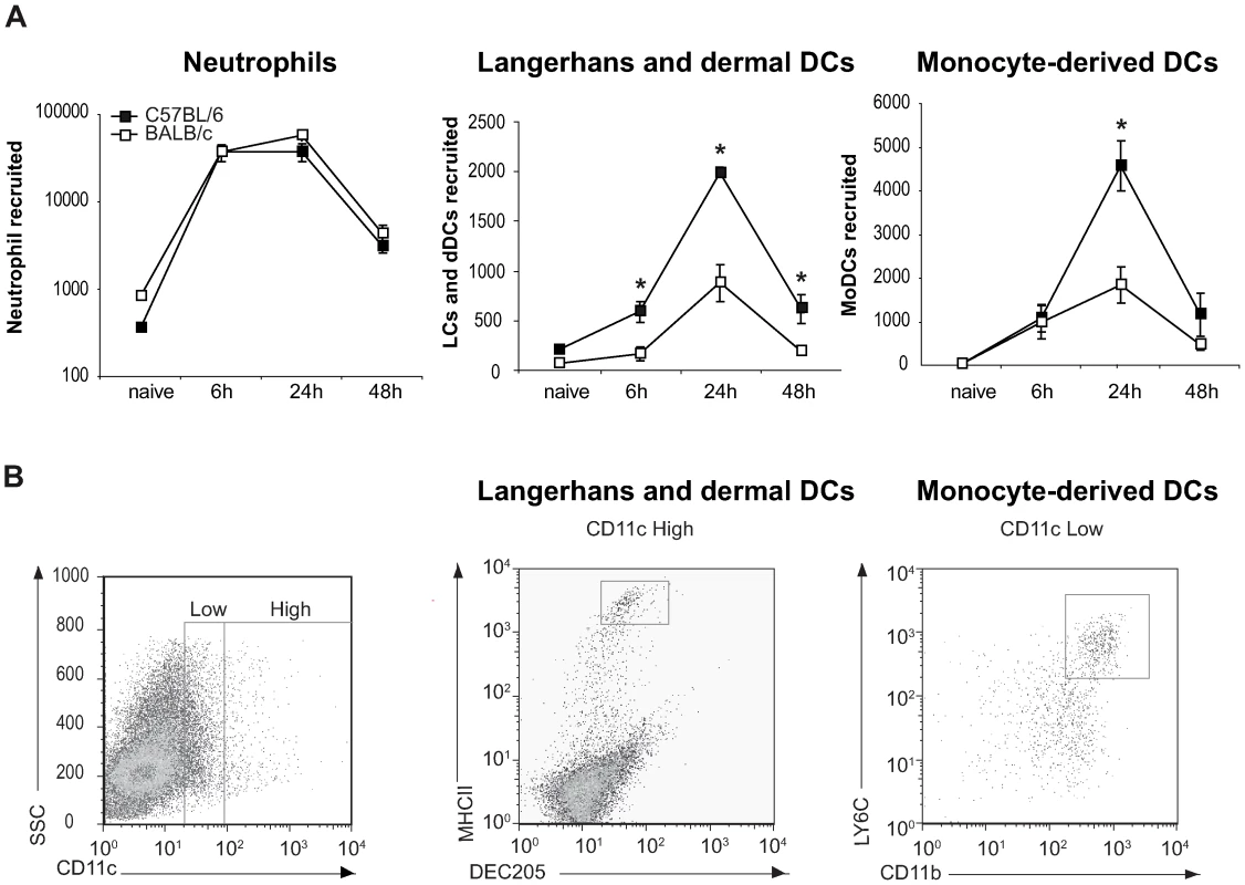 Higher number of DCs are recruited to the ear dermis of <i>L. major</i> infected C57BL/6 compared to BALB/c mice.
