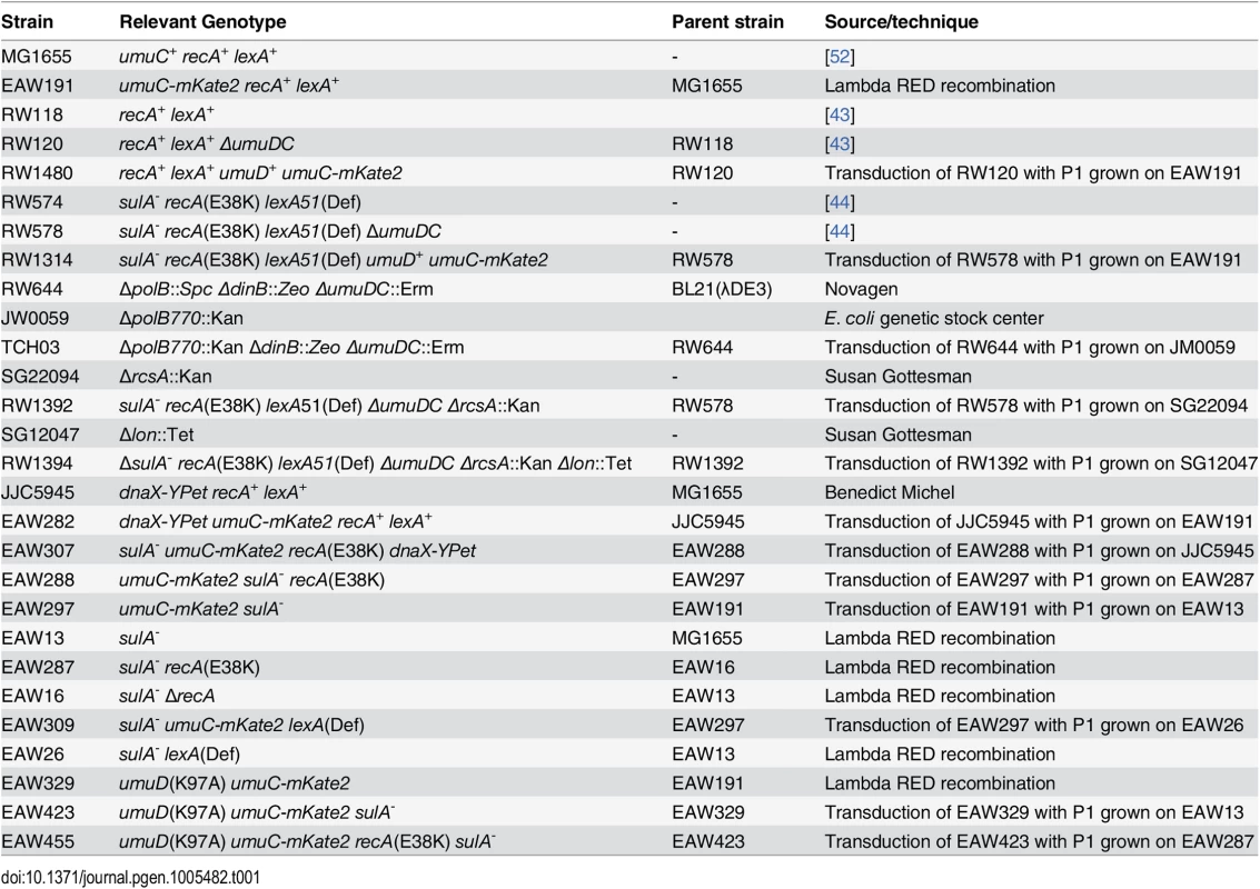 Strains used in this study.