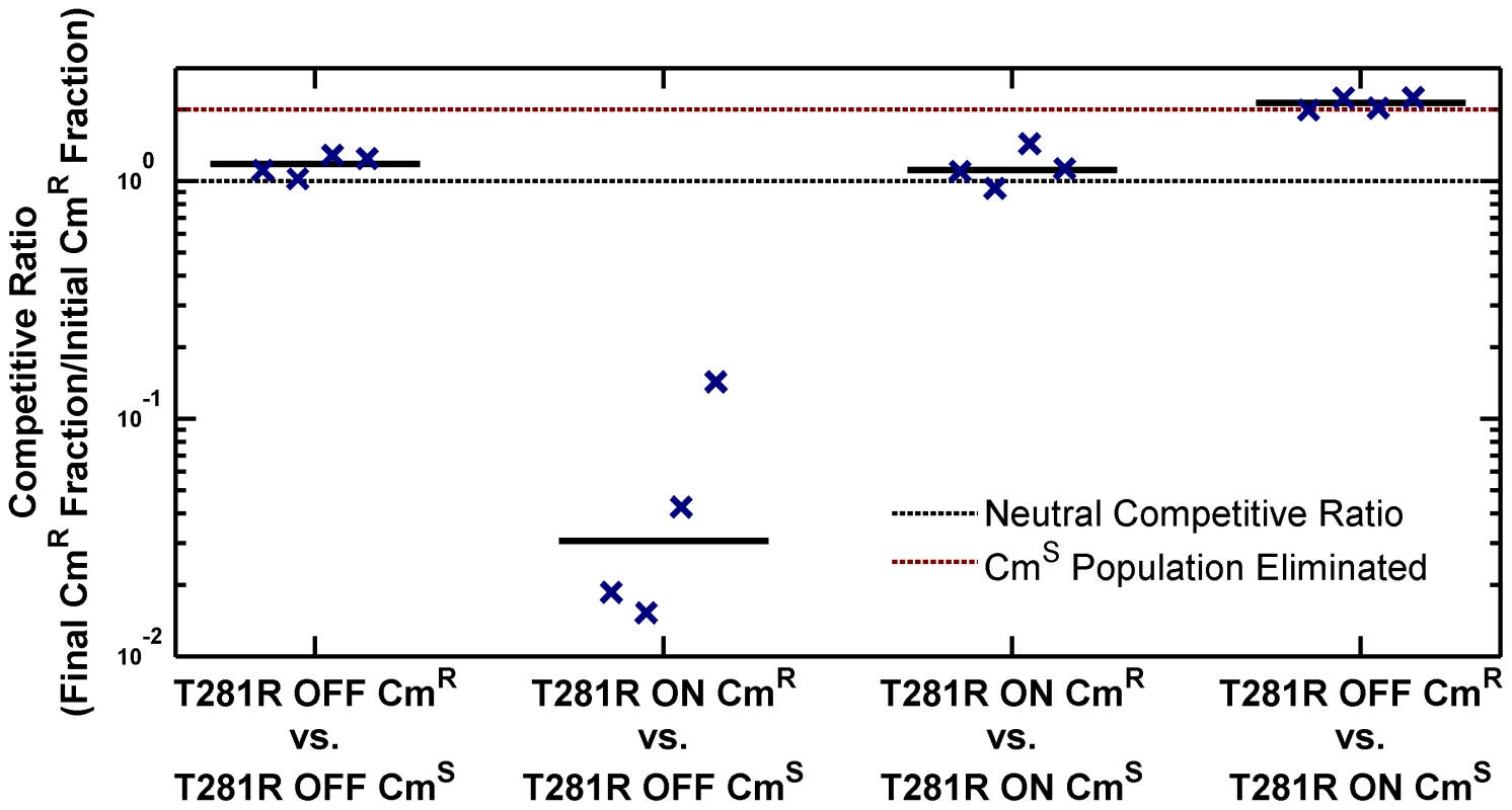 ON cells have a competitive disadvantage in stationary phase in LB.