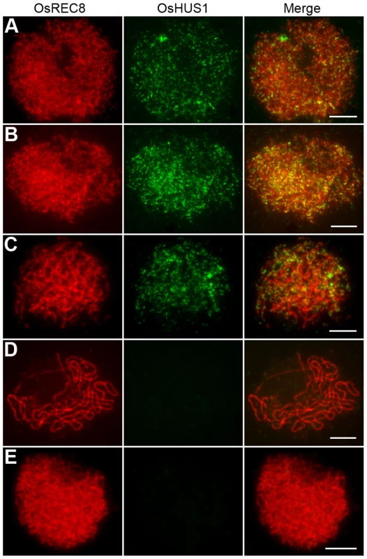OsHUS1 localizes on meiotic chromosomes.