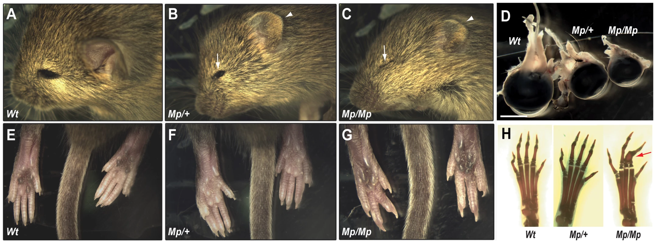 The <i>Mp</i> phenotype was characterised by severe ocular and limb abnormalities.