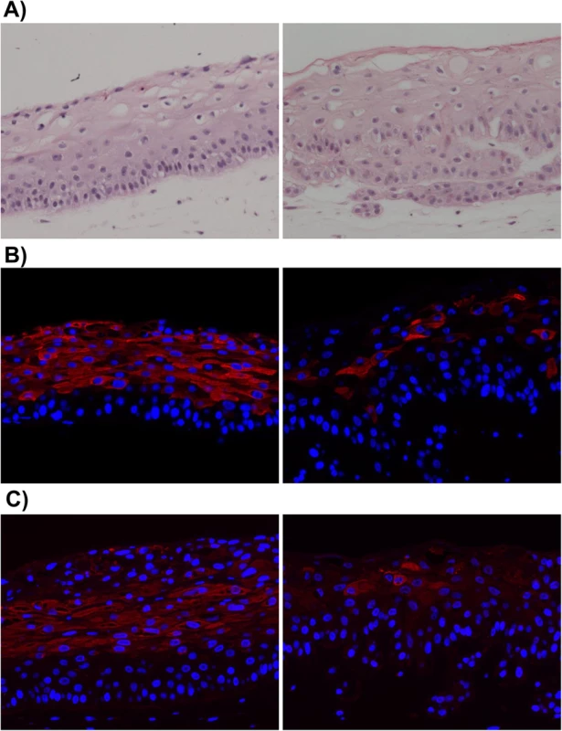 EBV-infected NOKs cells retain ability to be partially differentiated.