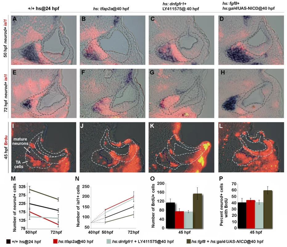 Tfap2a regulates development of TA cells independent of earlier stages.