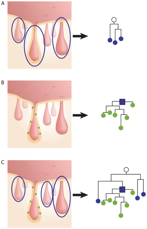 Crypt most recent common stem cell (MRCSC).