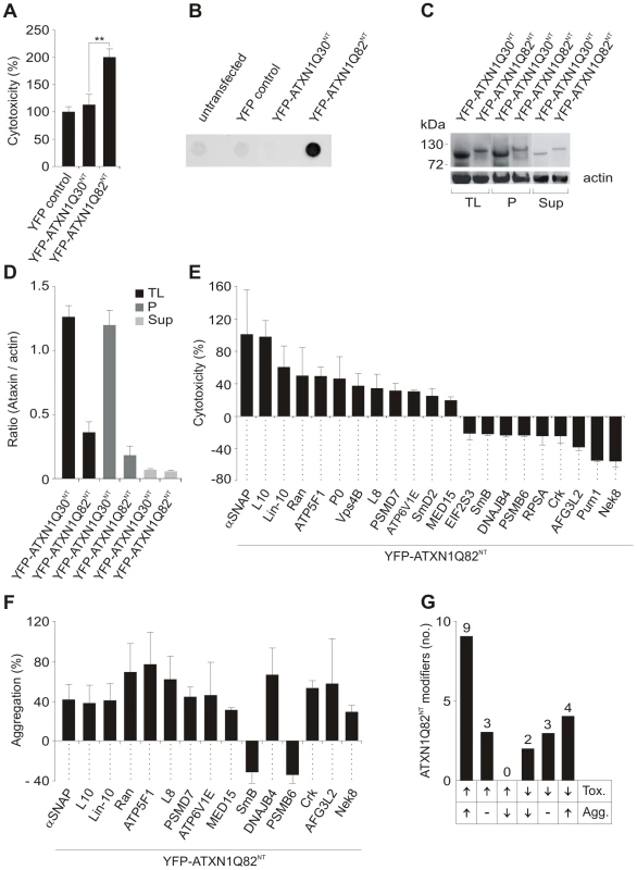 Identification of ATXN1 toxicity and aggregation modifiers using cell-based assays.