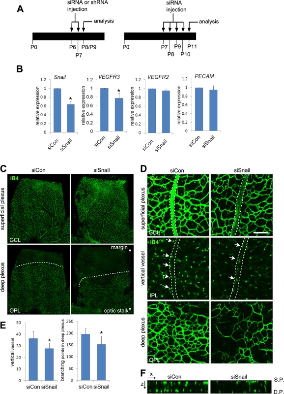 Snail knockdown attenuates retinal vessel sprouting and deep capillary plexus formation.
