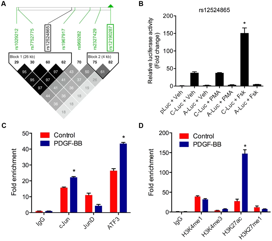 AP-1 regulation at rs12524865 and haplotype structure in East Asians.