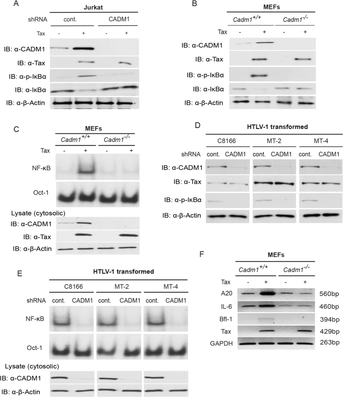 Tax requires CADM1 for NF-κB activation.