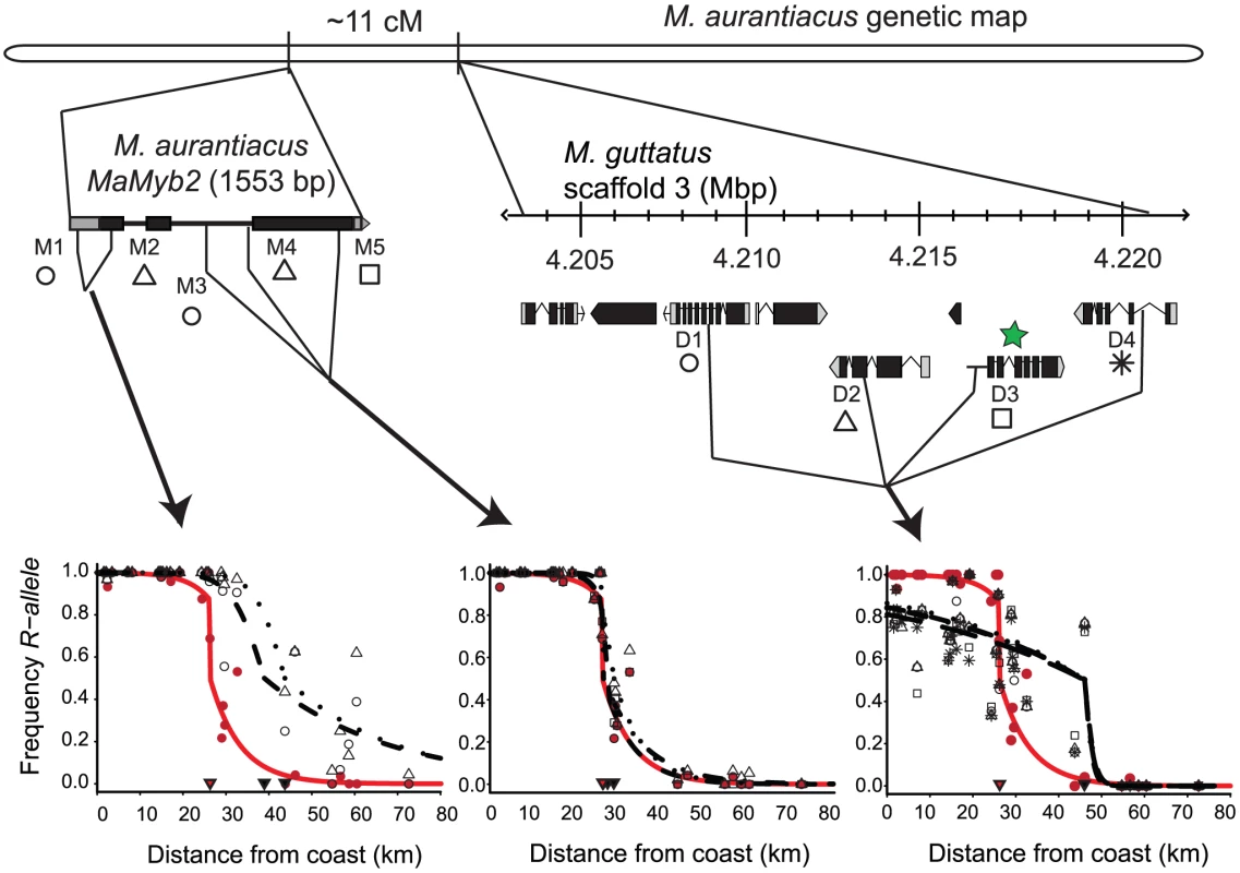 Spatial variation in selection among SNPs surrounding the flower color locus.