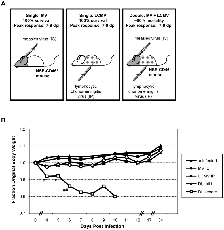 Co-infection model and pathogenic outcome.