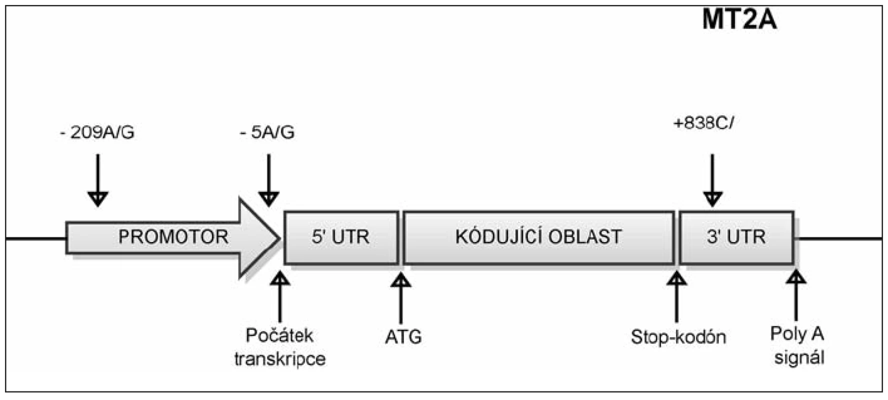 Umístění polymorfizmů v genu MT2A.
SNP -5A/G označuje polymorfní místo v promotorové oblasti genu MT2A, které zahrnuje bázi nacházející se 5 nukleotidů před počátkem transkripce. SNP -209A/G označuje polymorfní místo v promotorové oblasti genu MT2A, které zahrnuje bázi nacházející se 209 nukleotidů před počátkem transkripce. SNP +838 C/G označuje polymorfní místo v 3‘ nepřekládané oblasti, které se nachází v místě vzdáleném 838 nukleotidů od začátku transkripce.