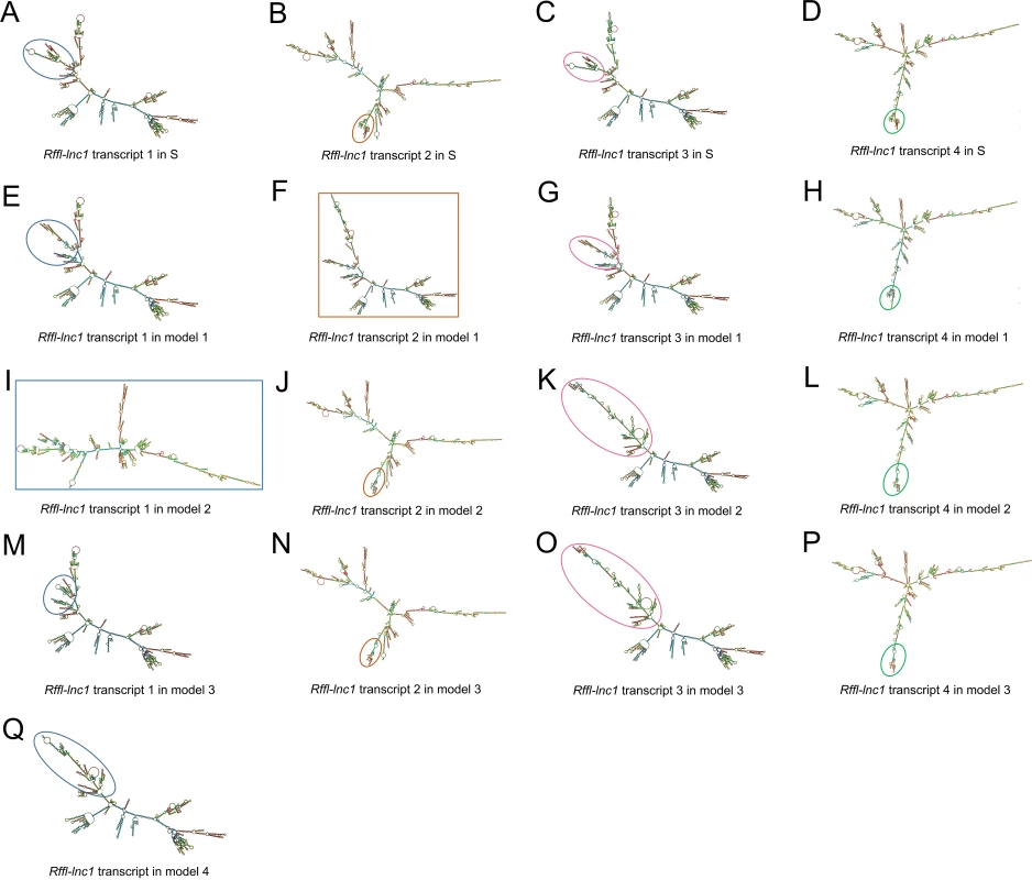 Bioinformatics prediction of <i>Rffl-lnc1</i> secondary structures in the S rat and <i>Rffl-lnc1</i> disruption models.