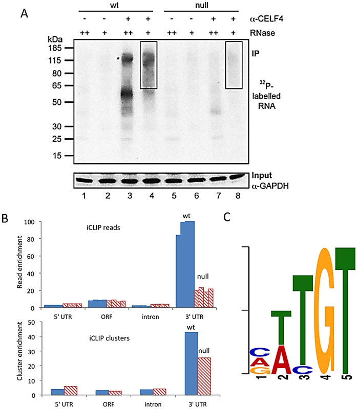 CELF4 binds mRNAs mostly in the 3′ UTR and favors an (A/U)UGU binding motif.